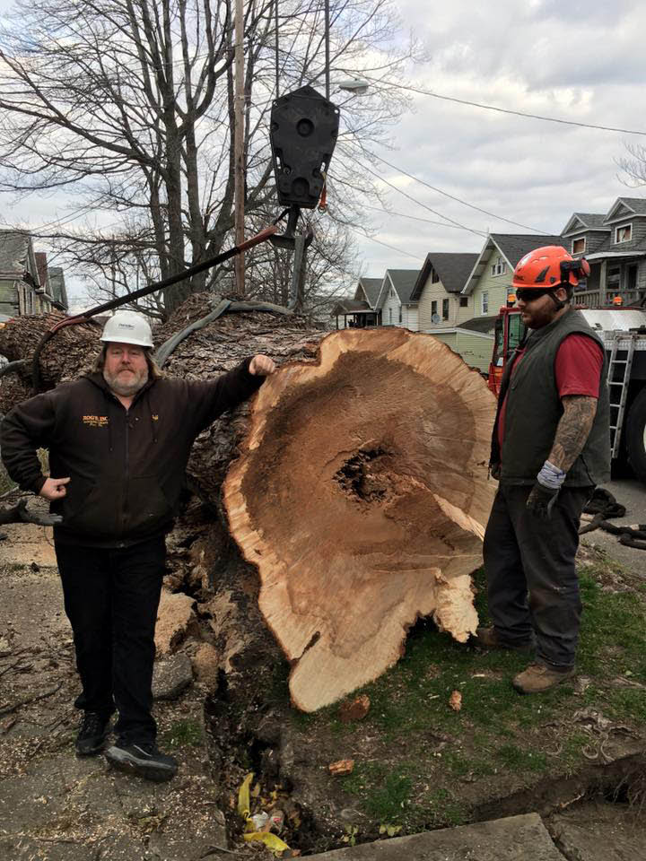 Tree Service Erie PA Local Tree Removal Stump Grinder