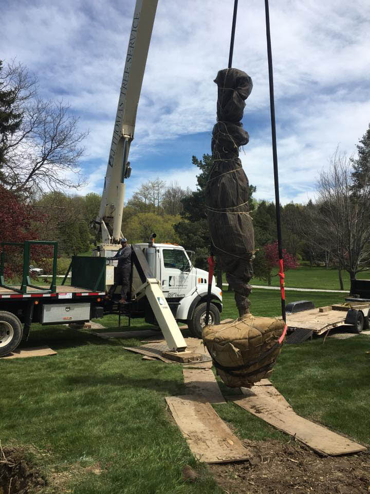 Tree Service Erie PA Local Tree Removal Stump Grinder