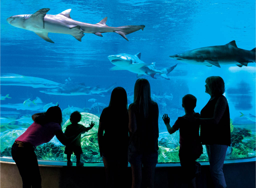 OdySea Aquarium Scottsdale AZ Sea Life Adventure Ticket Coupon