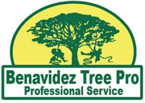 benavidez tree pro/ feeronio logo