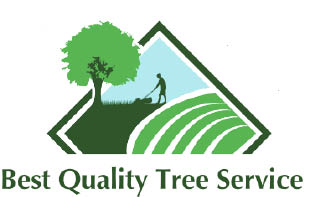 best quality tree service logo