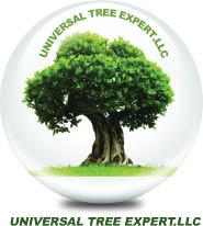 universal tree expert llc logo