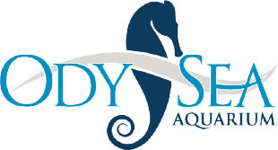 odysea aquarium logo